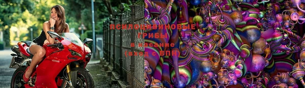 PSILOCYBIN Гусиноозёрск